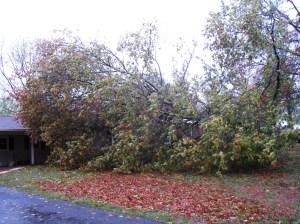 hurricane damage tree on house