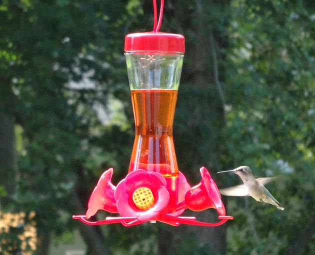 Hummingbirds!